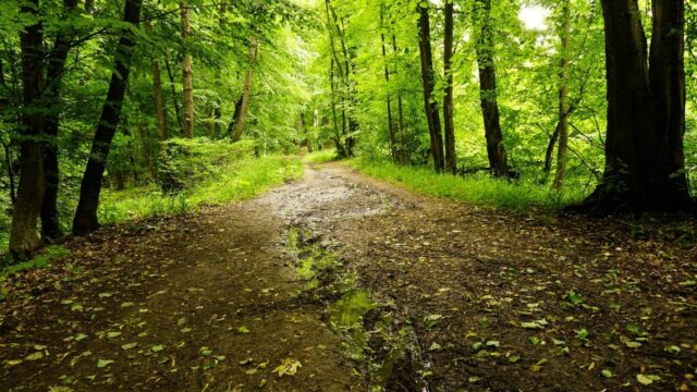 Kesäinen metsäpolku vehreydessä