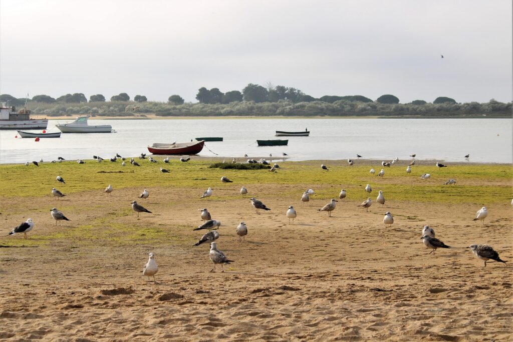 Lokkeja hiekkarannalla veneiden ja meren taustalla